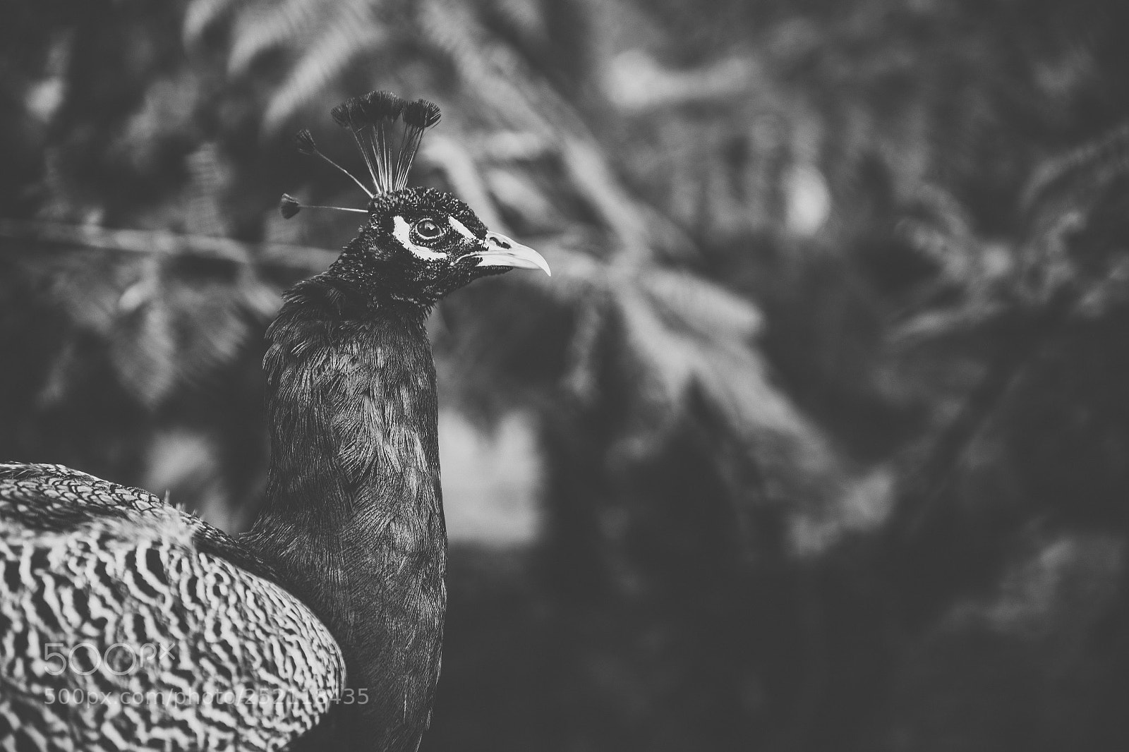 Nikon D800 sample photo. Beautiful peacock outdoors in photography