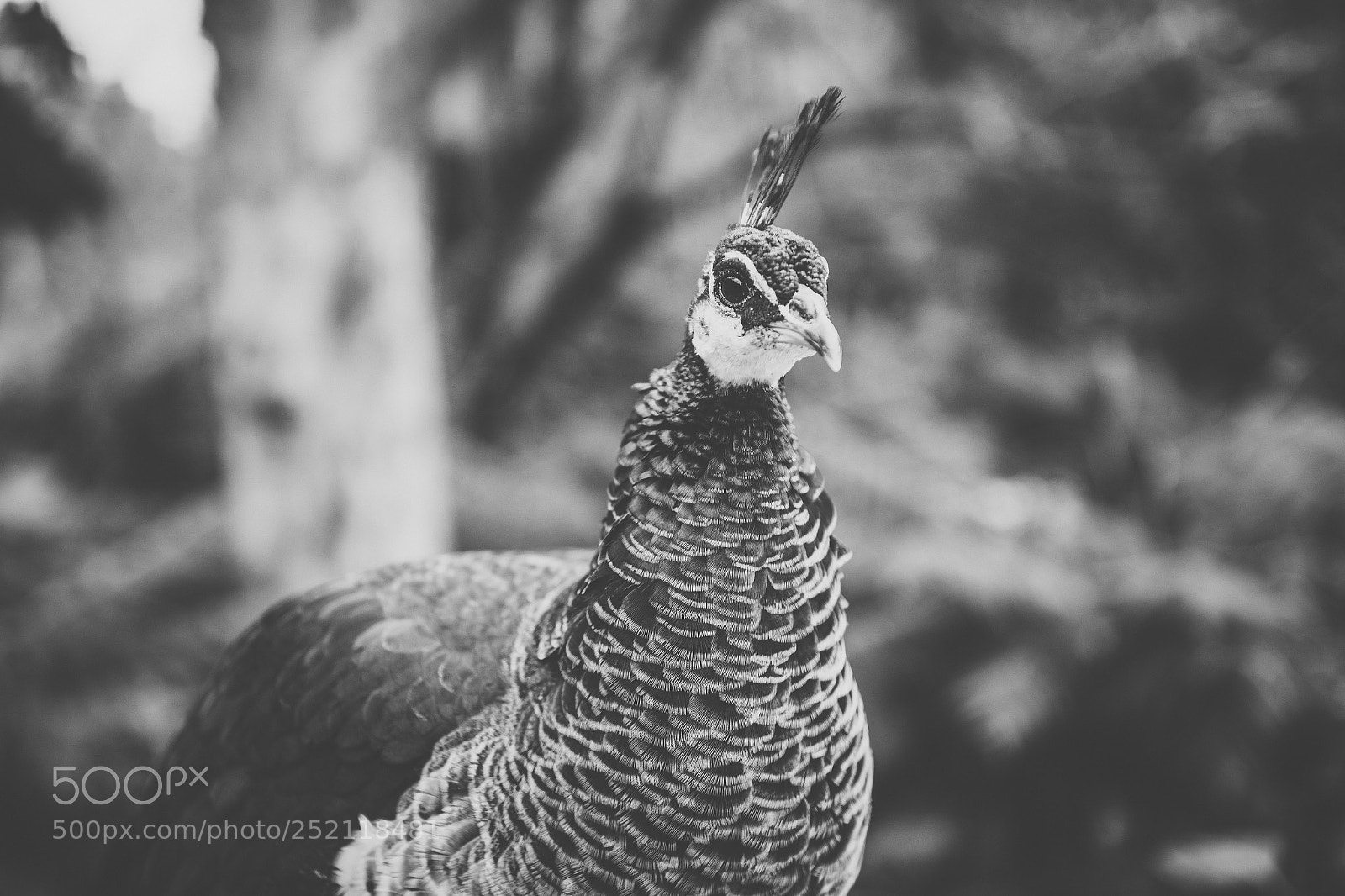 Nikon D800 sample photo. Beautiful peacock outdoors in photography