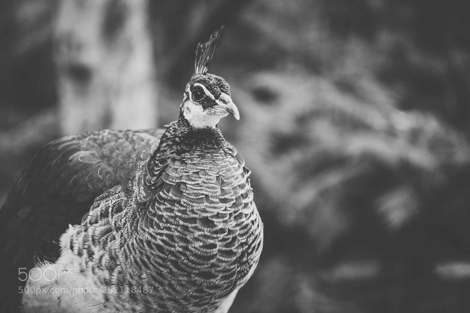 Nikon D800 sample photo. Beautiful peacock outdoors in photography