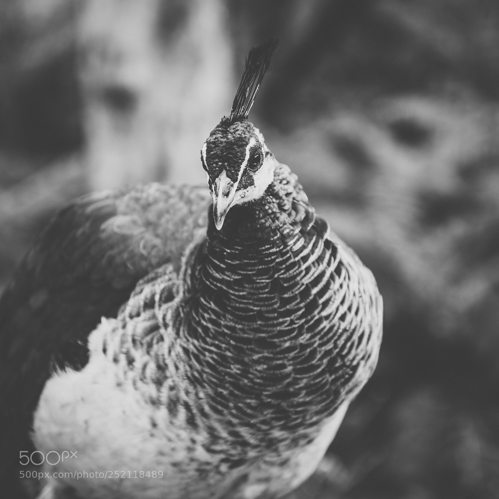 Nikon D800 sample photo. Beautiful peacock outdoors in photography
