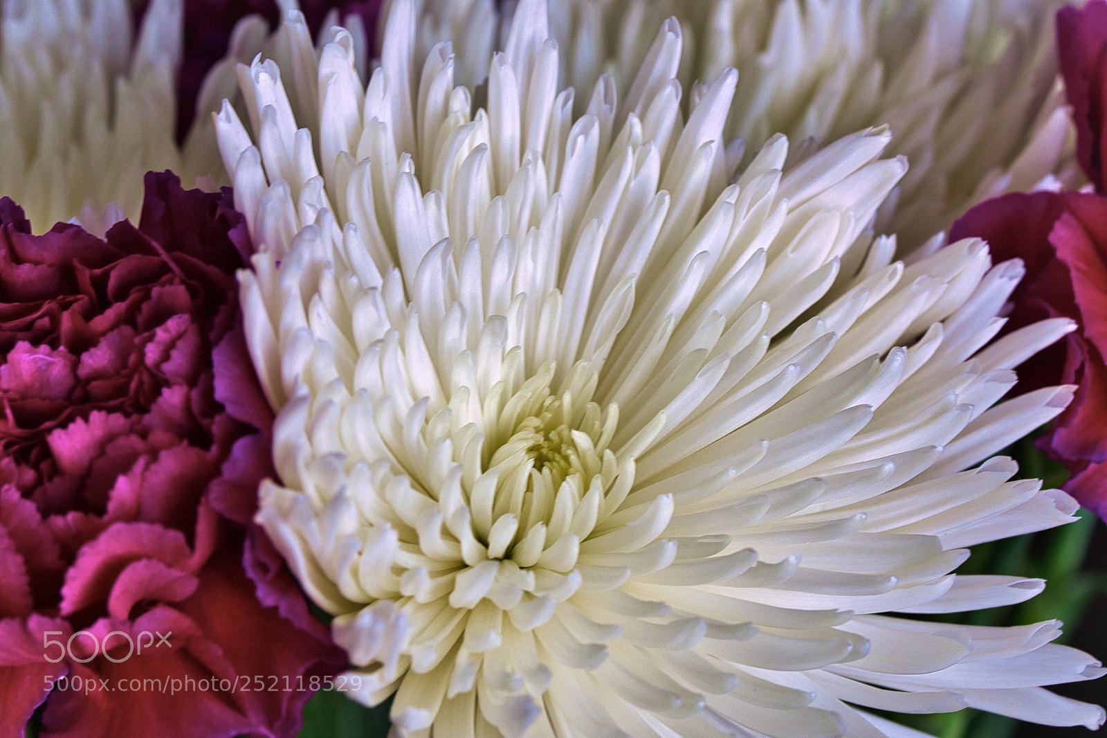 Nikon D500 sample photo. Chrysanthemum & carnation photography