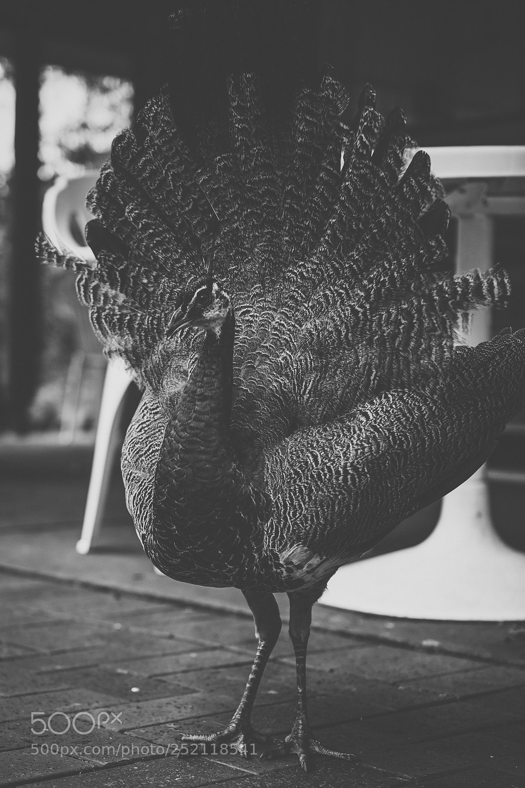 Nikon D800 sample photo. Beautiful peacock outdoors in photography