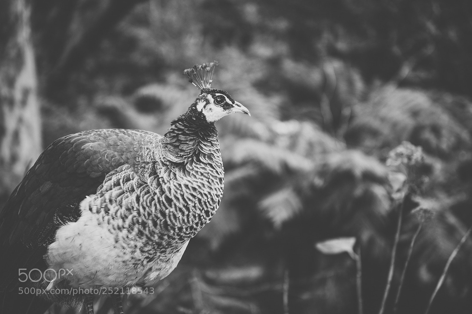 Nikon D800 sample photo. Beautiful peacock outdoors in photography
