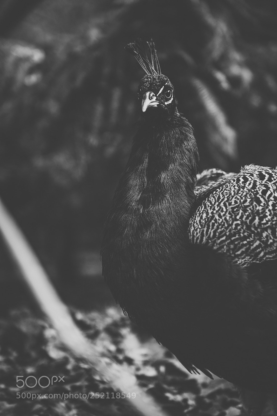 Nikon D800 sample photo. Beautiful peacock outdoors in photography