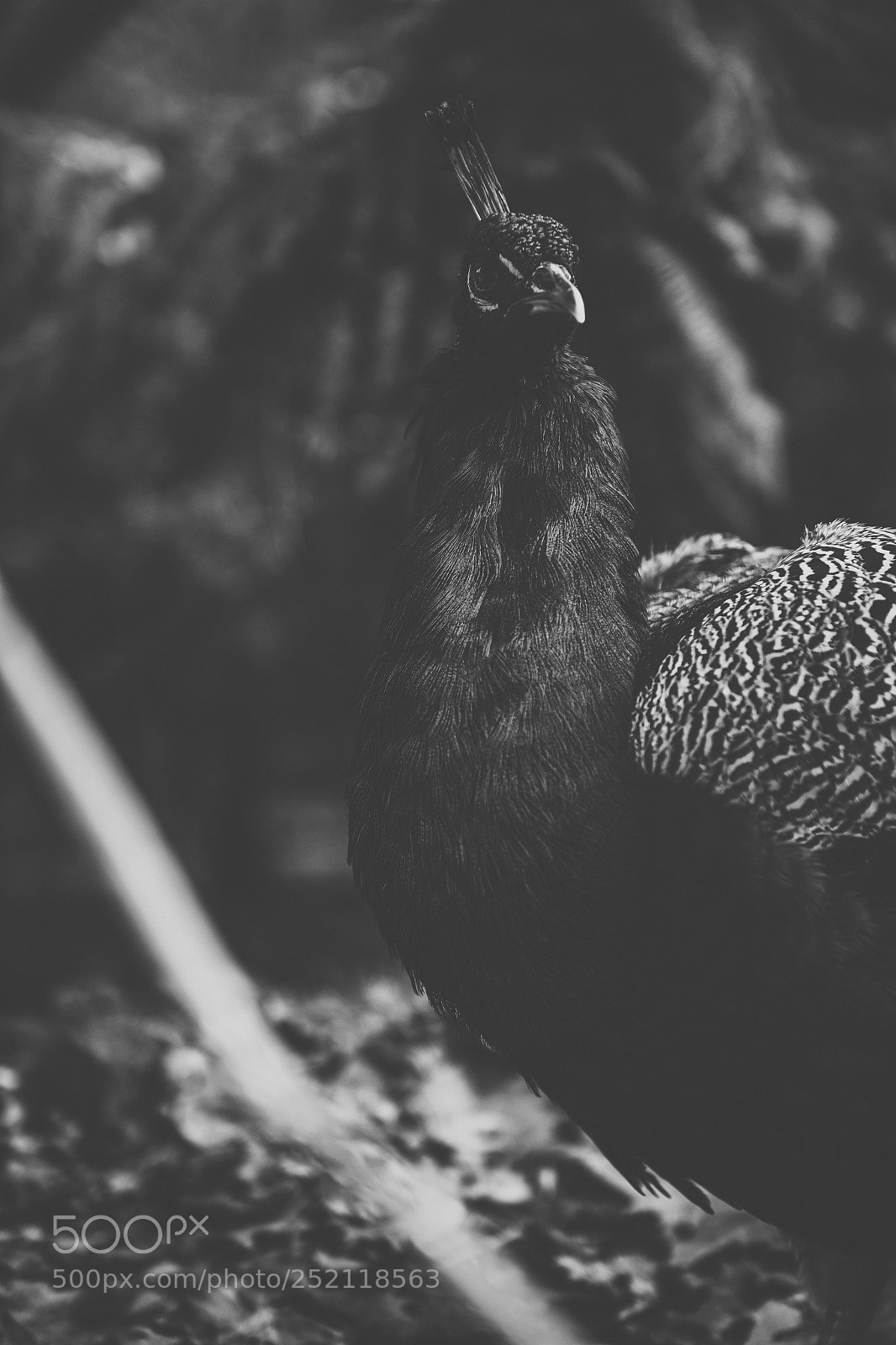 Nikon D800 sample photo. Beautiful peacock outdoors in photography