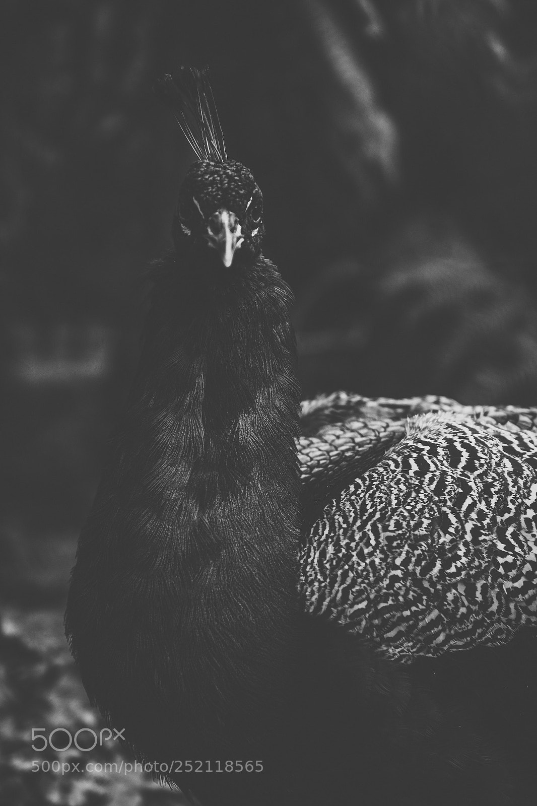 Nikon D800 sample photo. Beautiful peacock outdoors in photography