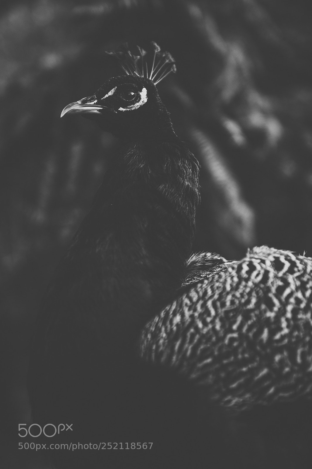 Nikon D800 sample photo. Beautiful peacock outdoors in photography