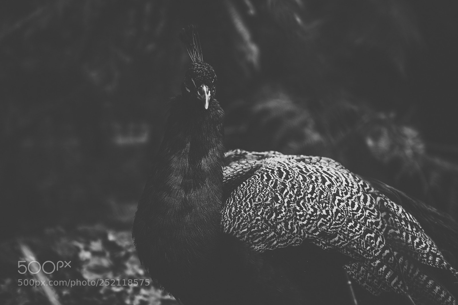Nikon D800 sample photo. Beautiful peacock outdoors in photography