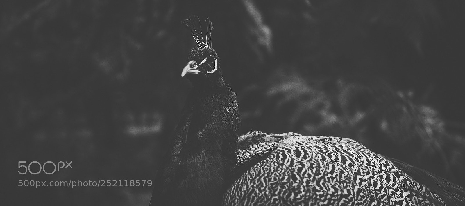 Nikon D800 sample photo. Beautiful peacock outdoors in photography