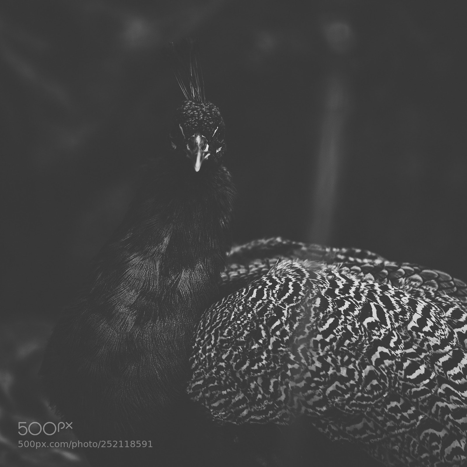Nikon D800 sample photo. Beautiful peacock outdoors in photography