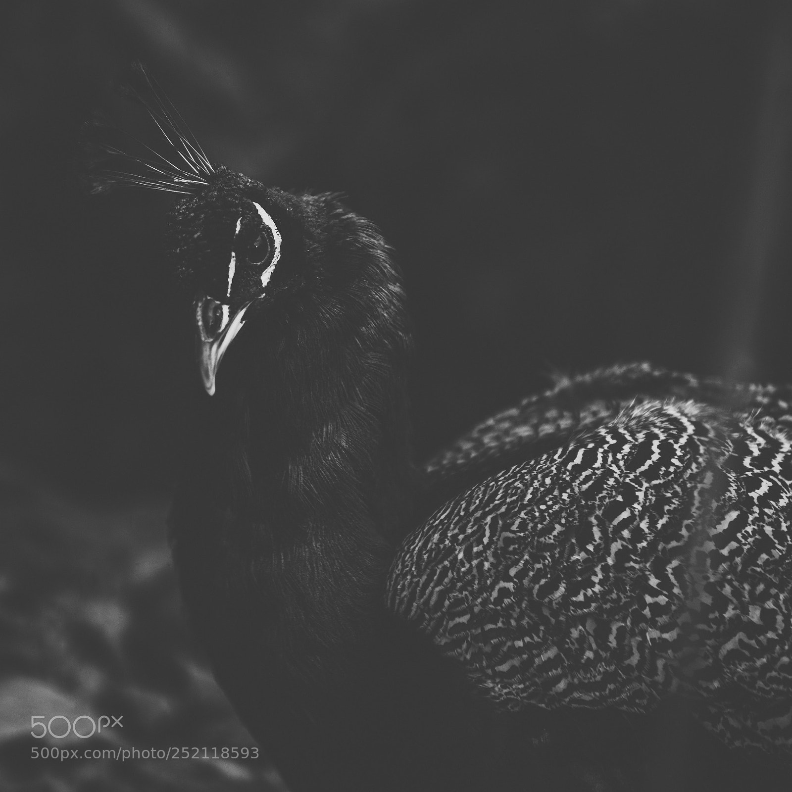Nikon D800 sample photo. Beautiful peacock outdoors in photography