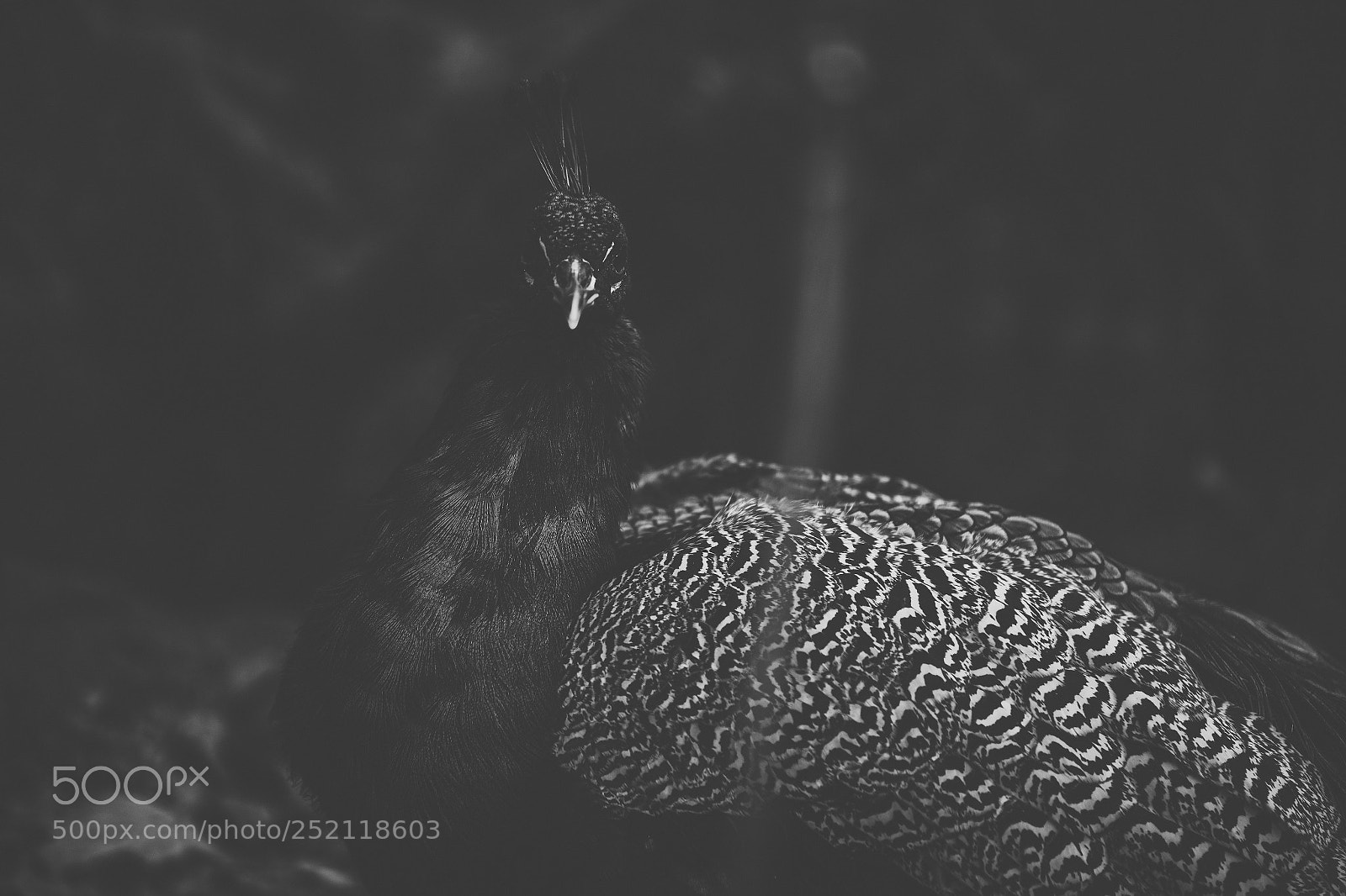 Nikon D800 sample photo. Beautiful peacock outdoors in photography