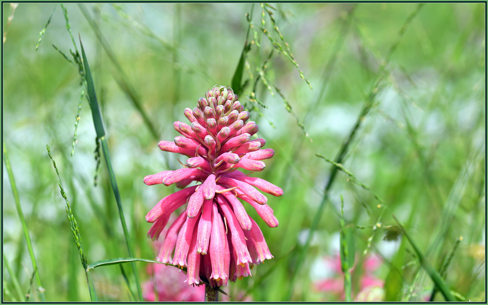 Sigma 105mm F2.8 EX DG OS HSM sample photo. Hidden goodies in the grass photography