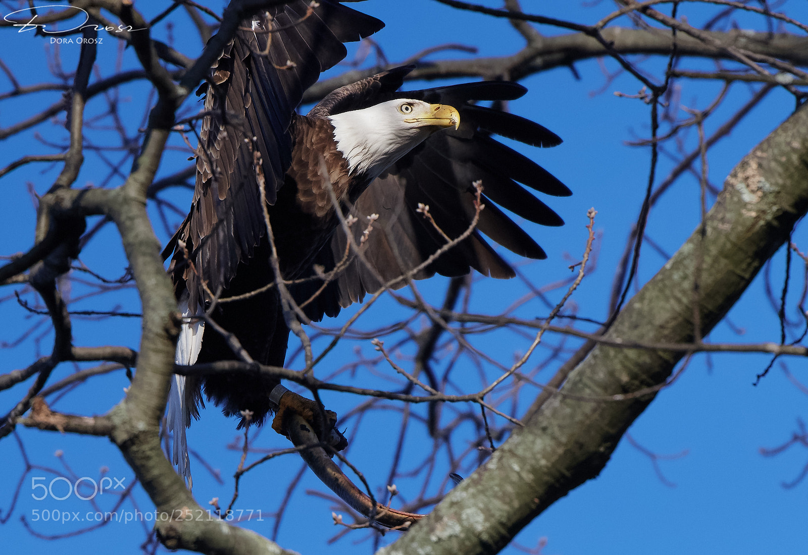 Nikon D500 sample photo. Through the woods photography