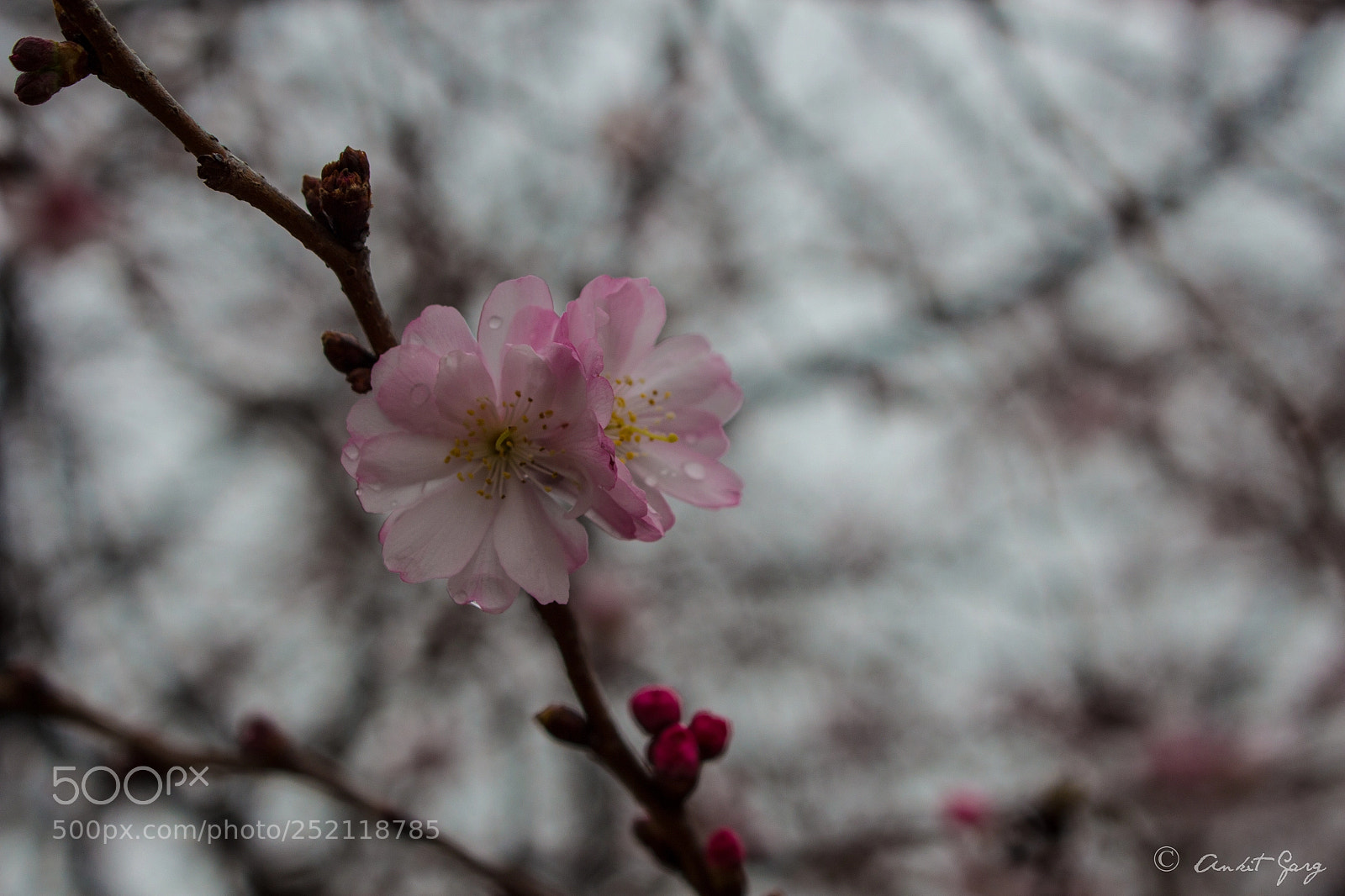 Canon EOS 700D (EOS Rebel T5i / EOS Kiss X7i) sample photo. My click photography