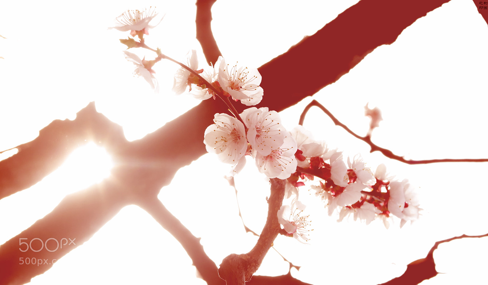 Canon PowerShot G1 X Mark II sample photo. Apricot  blooms photography