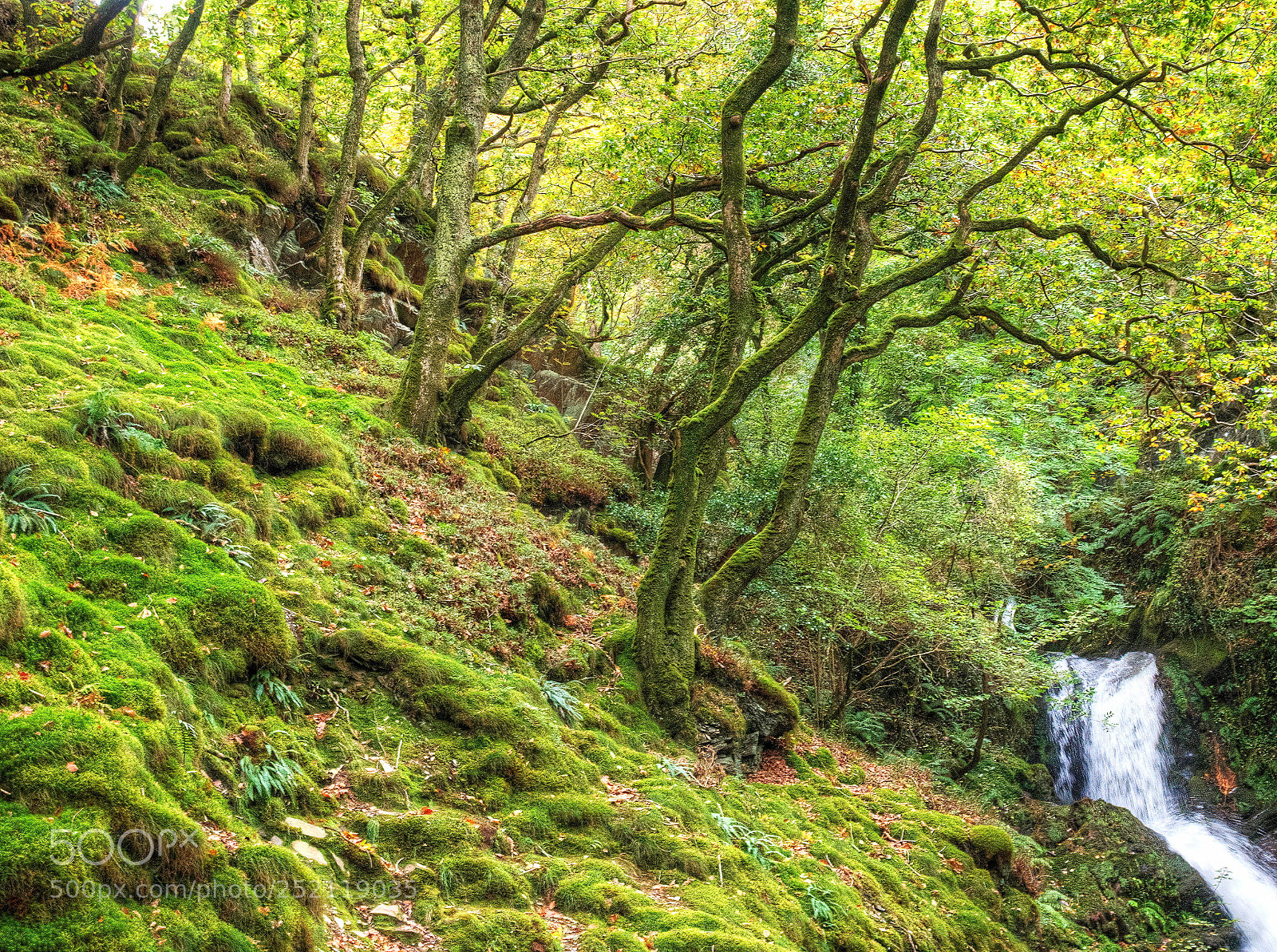 Olympus OM-D E-M1 sample photo. An enchanted forest? photography