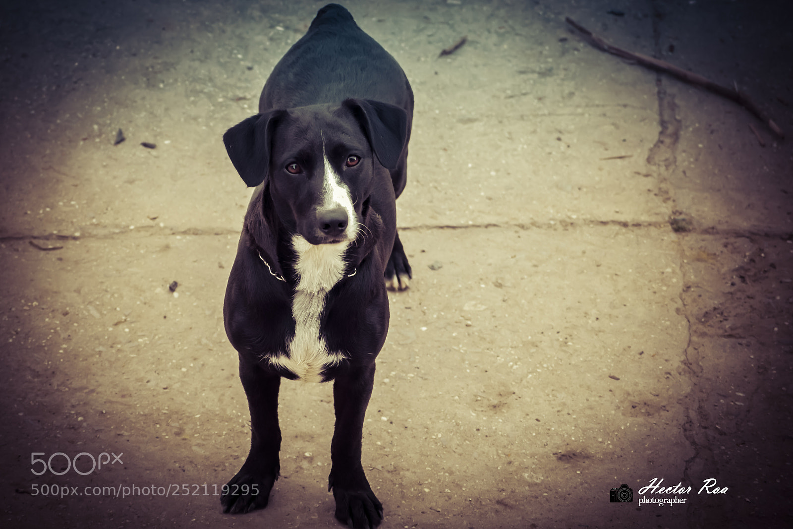 Nikon D5300 sample photo. Pet photography