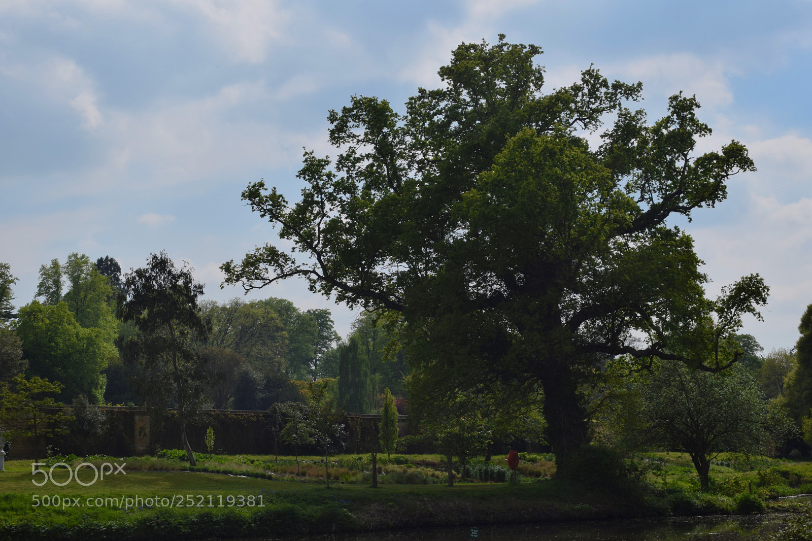 Nikon D3300 sample photo. Tree photography