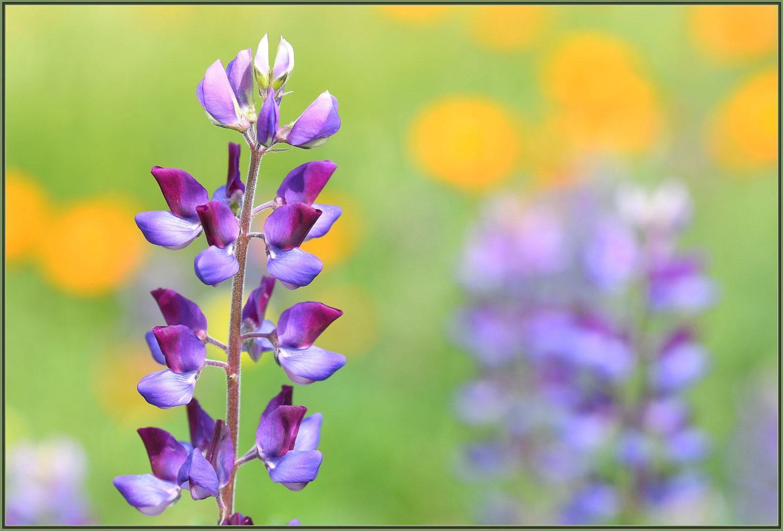 Sigma 105mm F2.8 EX DG OS HSM sample photo. Lupines and friends photography