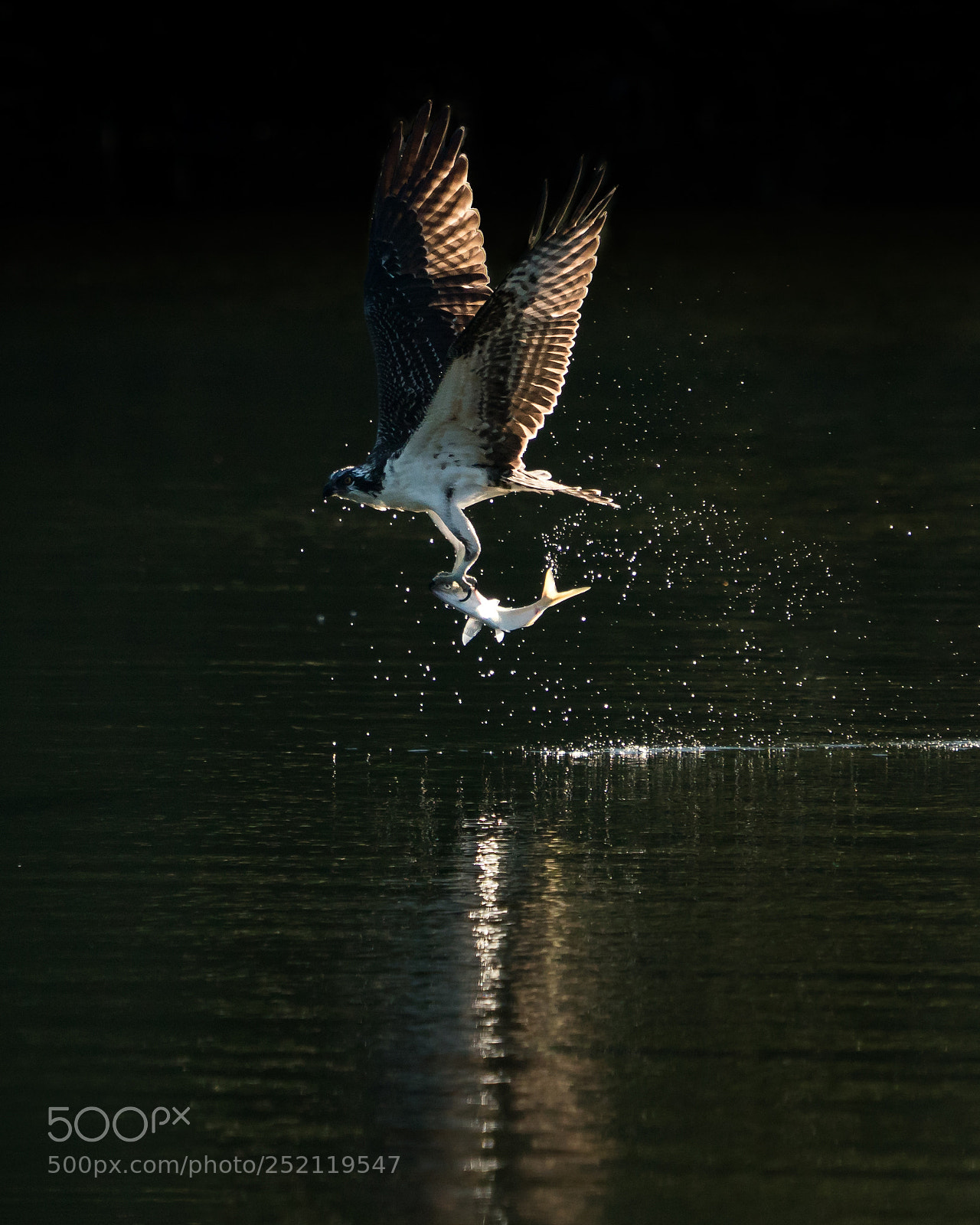Sony a9 sample photo. Osprey takeoff xiv photography