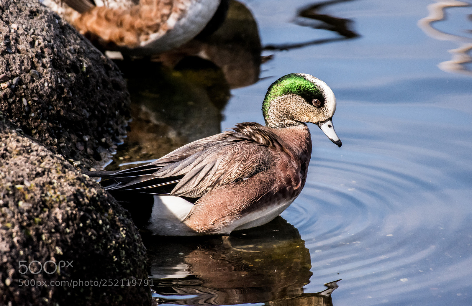 Nikon D3400 sample photo. American wigeon photography