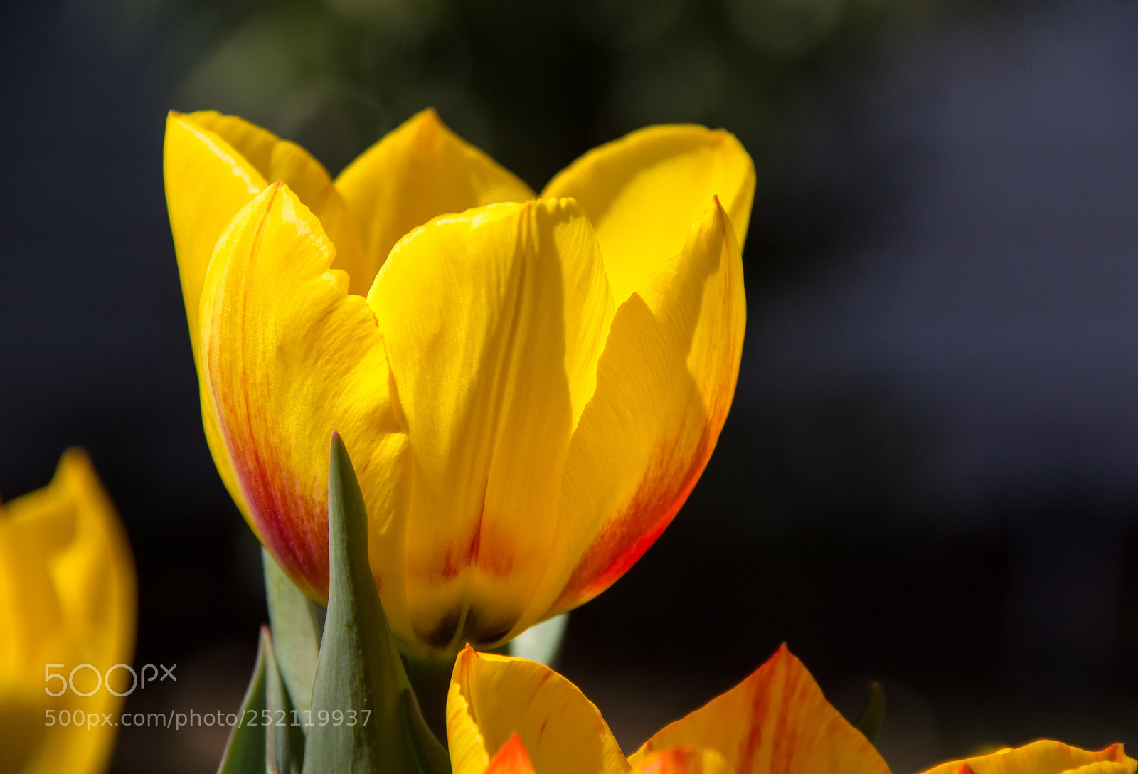 Canon EOS 550D (EOS Rebel T2i / EOS Kiss X4) sample photo. A yellow beauty photography