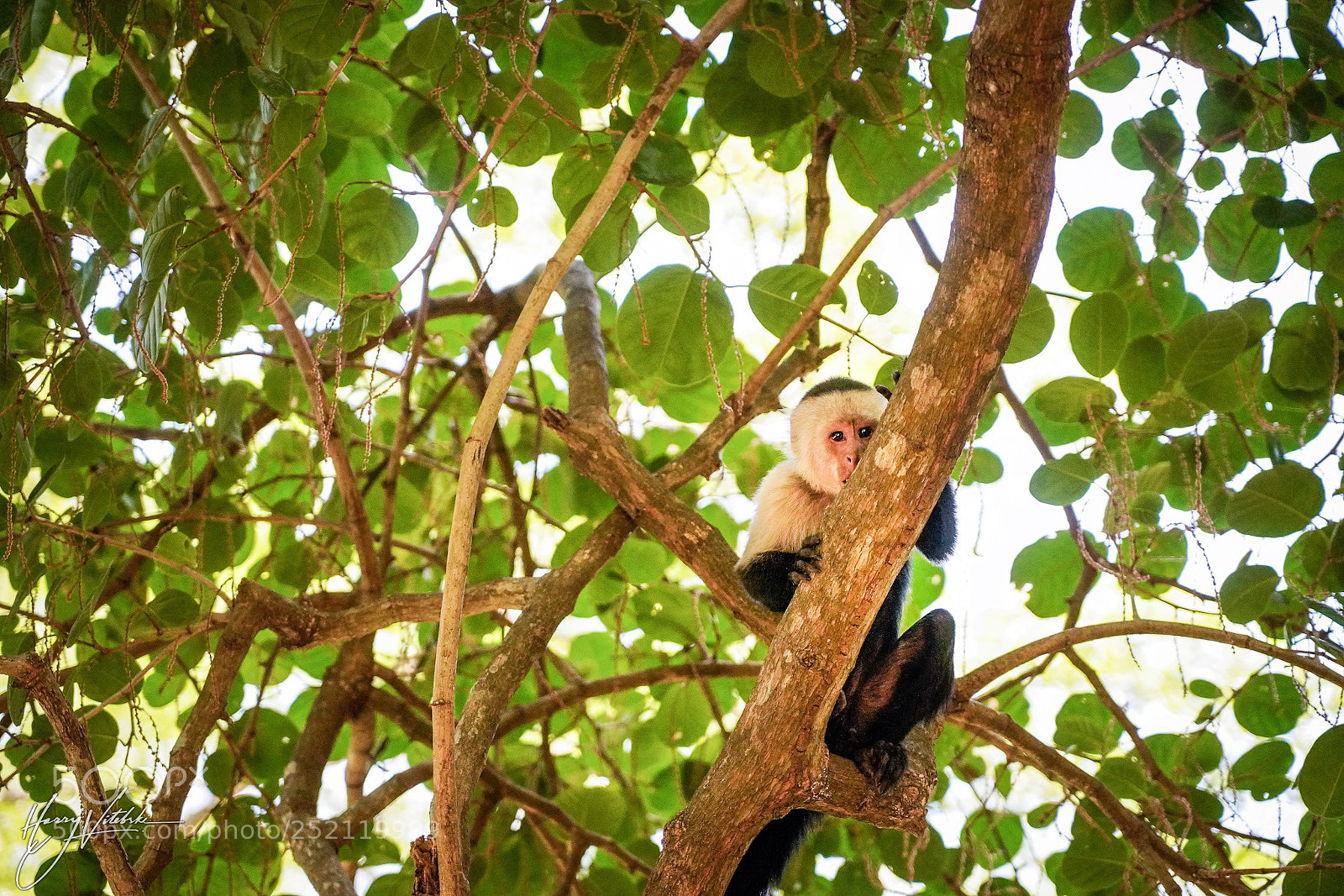 Sony a7R III sample photo. White headed capuchin monkeys photography