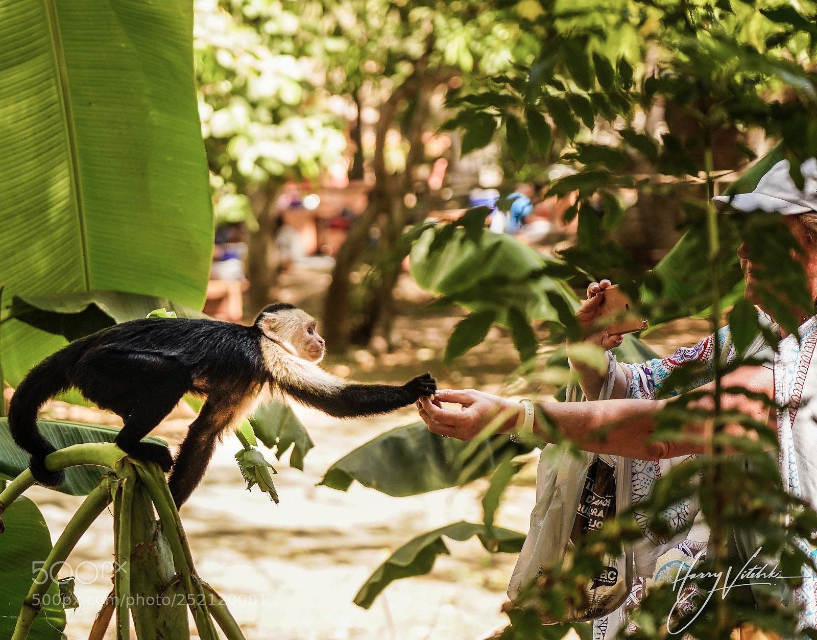 Sony a7R III sample photo. White headed capuchin monkeys photography