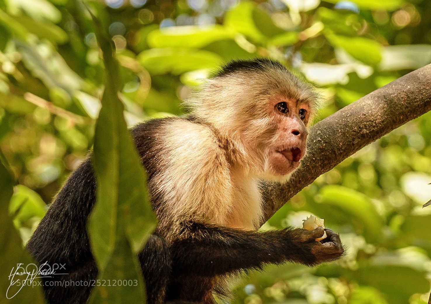 Sony a7R III sample photo. White headed capuchin monkeys photography