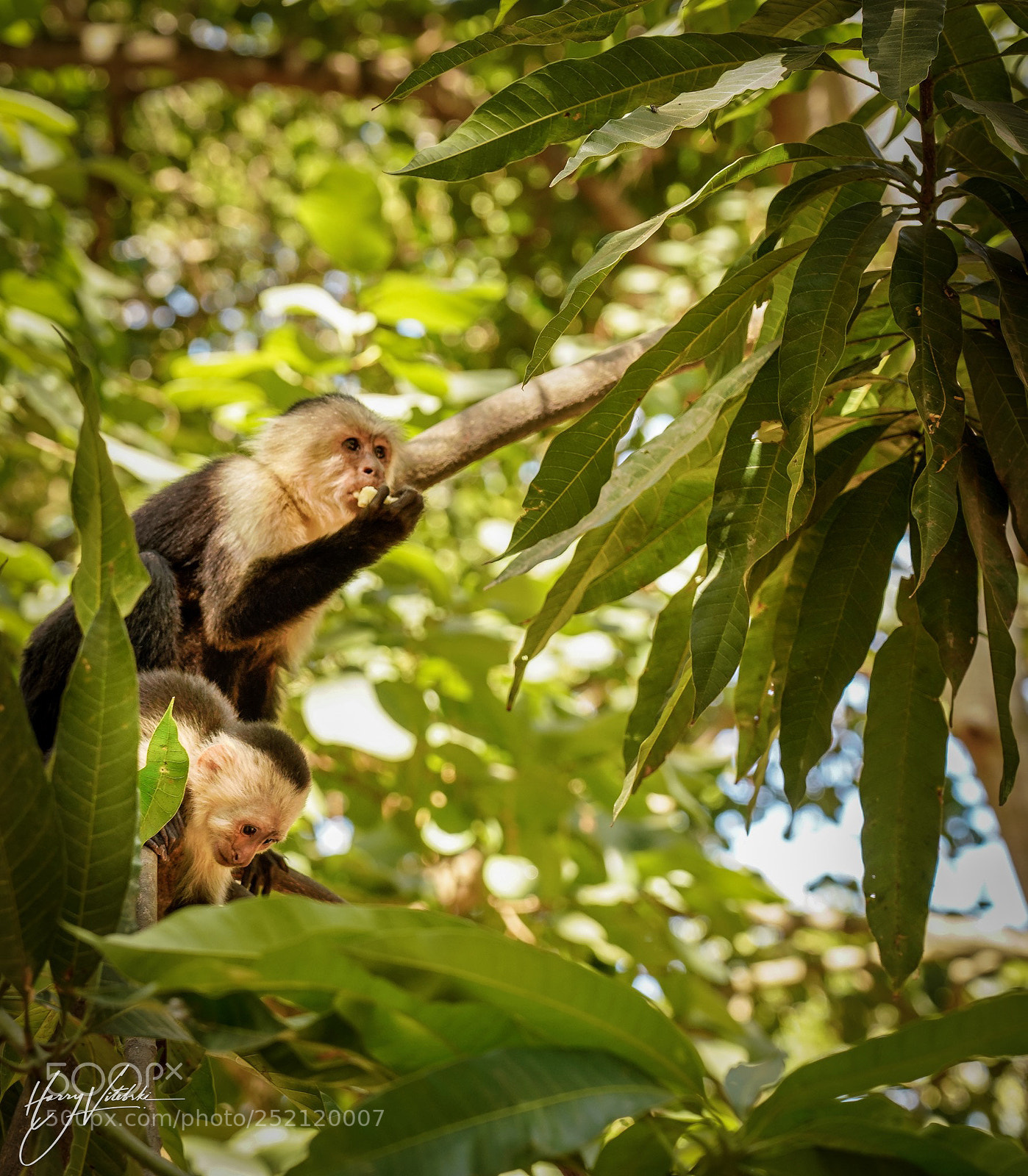 Sony a7R III sample photo. White headed capuchin monkeys photography