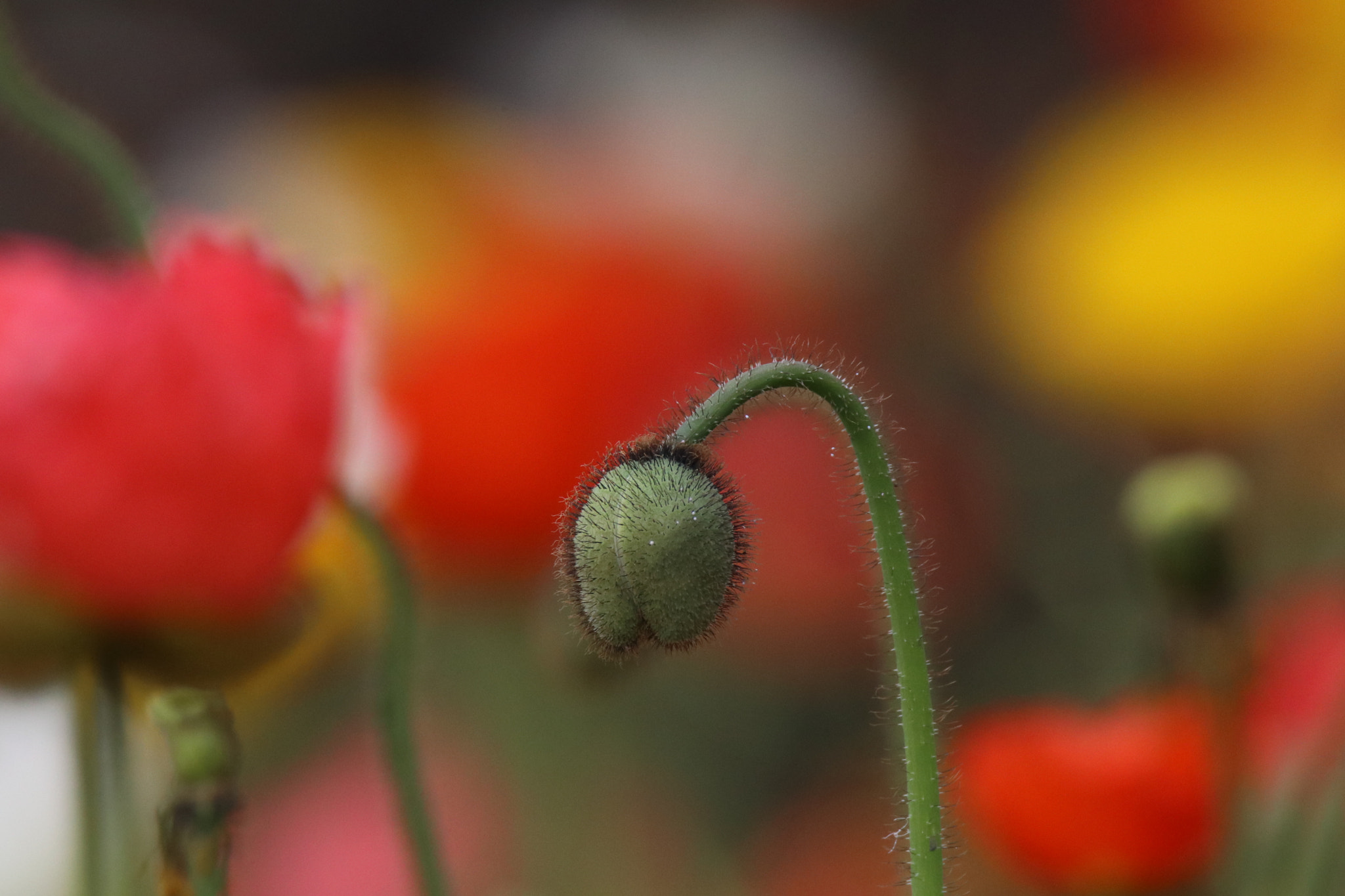 Tamron SP 150-600mm F5-6.3 Di VC USD sample photo. 羞涩的花蕾a shyness bud photography