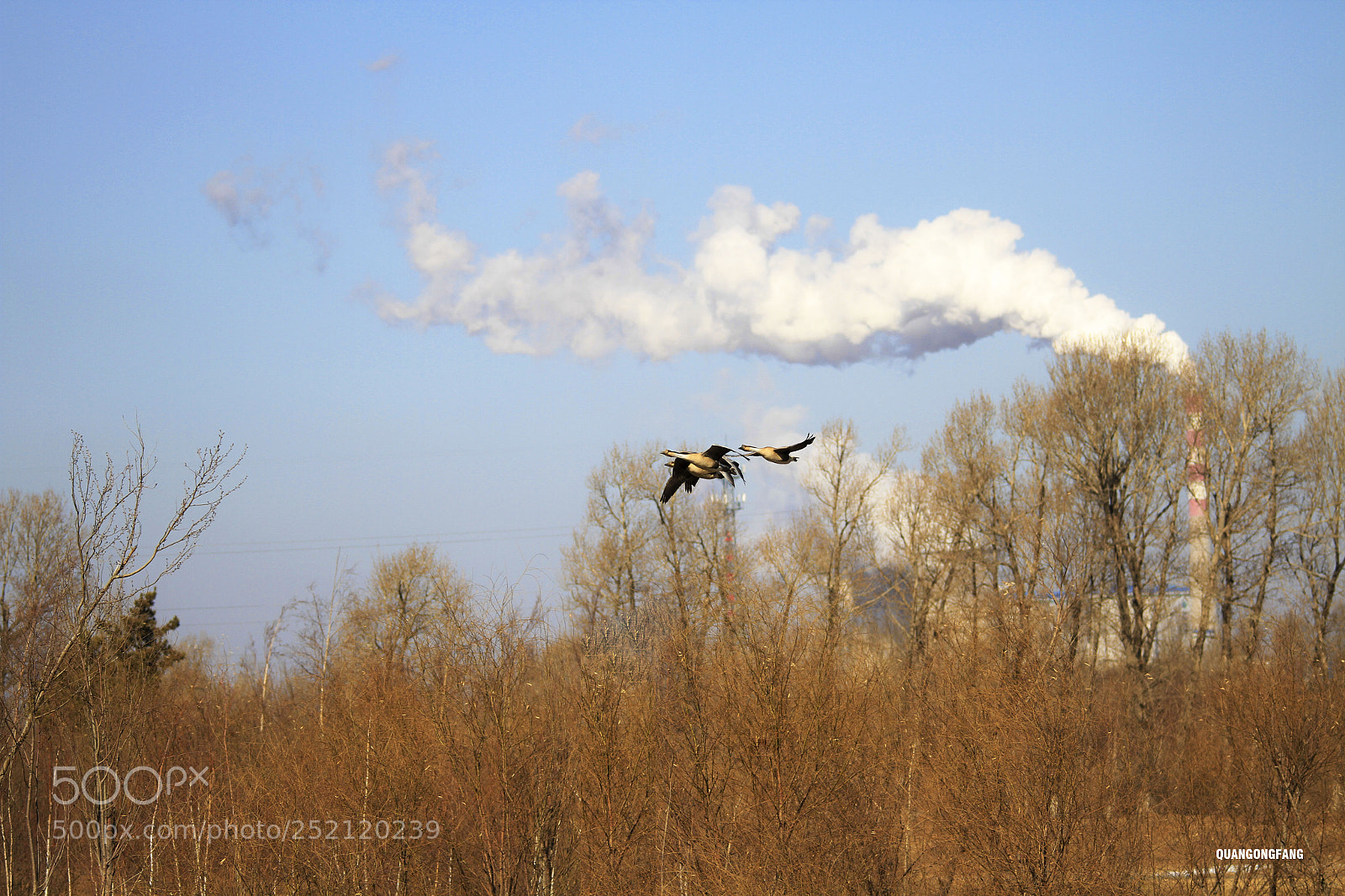 Canon EOS 7D sample photo. 大雁wild goose photography