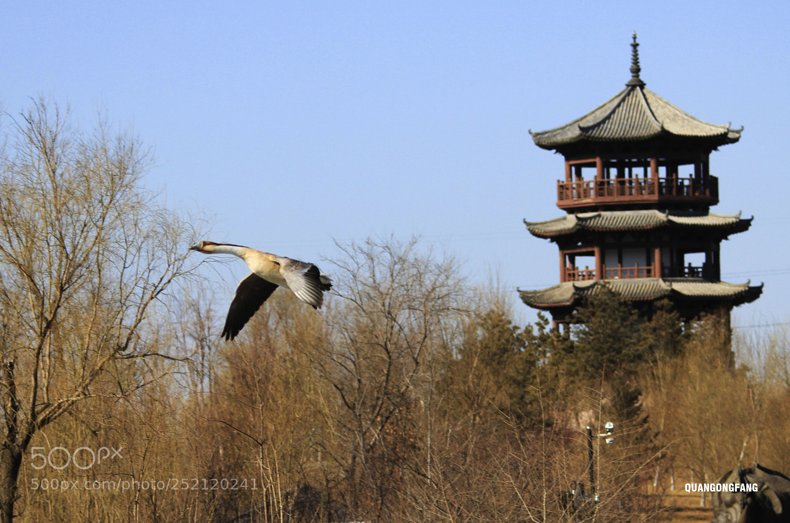Canon EOS 7D sample photo. 大雁wild goose photography