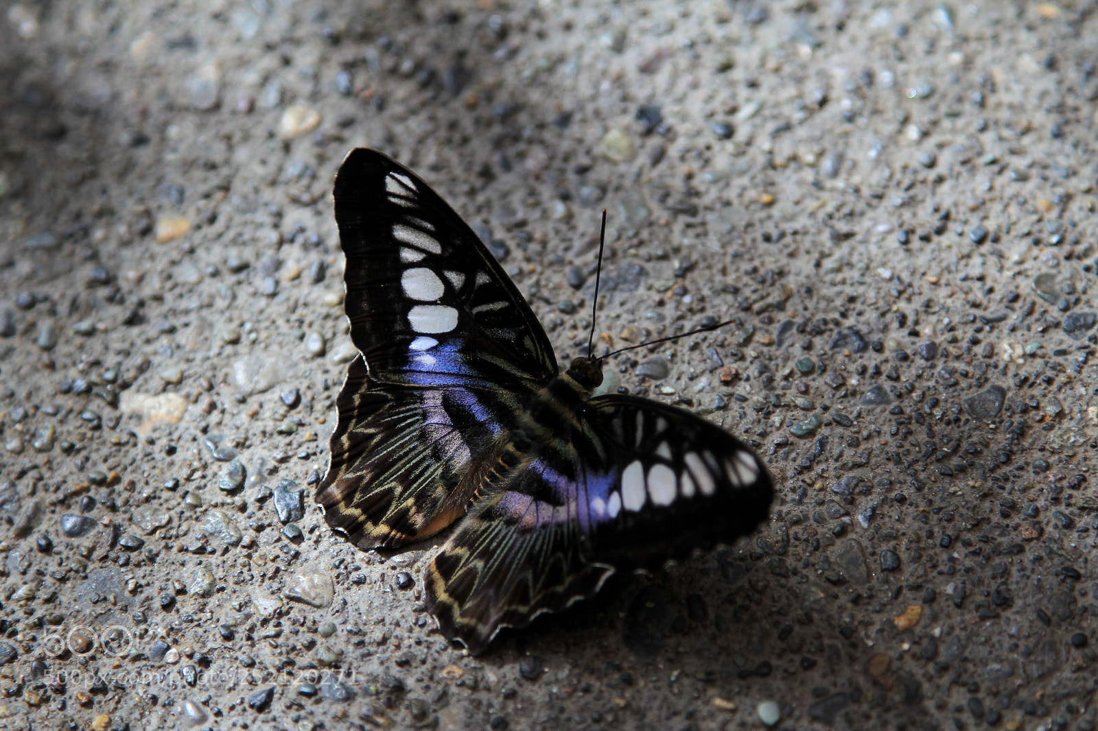 Canon EOS 7D sample photo. Clipper butterfly photography