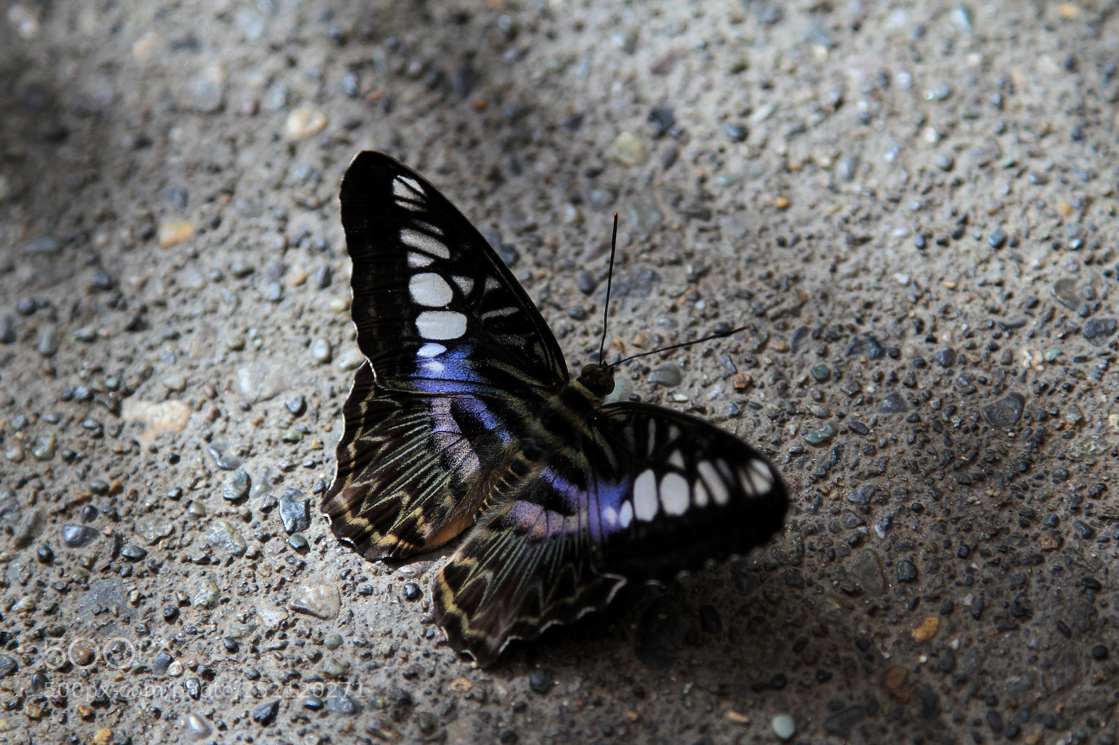 Canon EOS 7D + Canon EF 24-105mm F4L IS USM sample photo. Clipper butterfly photography