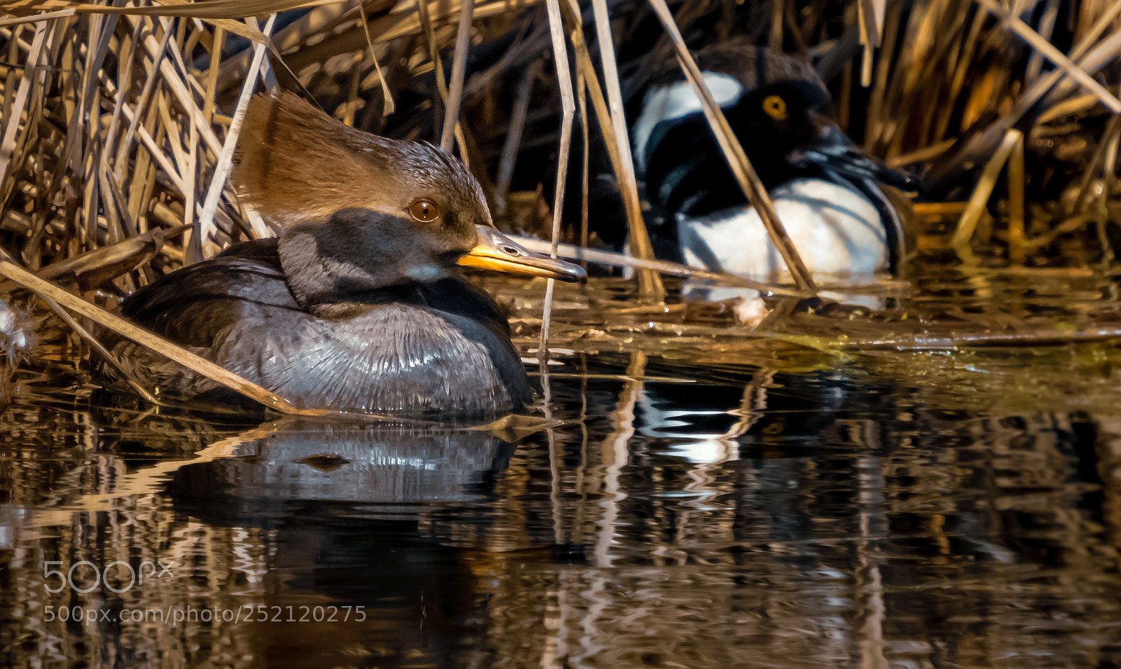 Sony a7R III sample photo. Our mergansers have returned photography