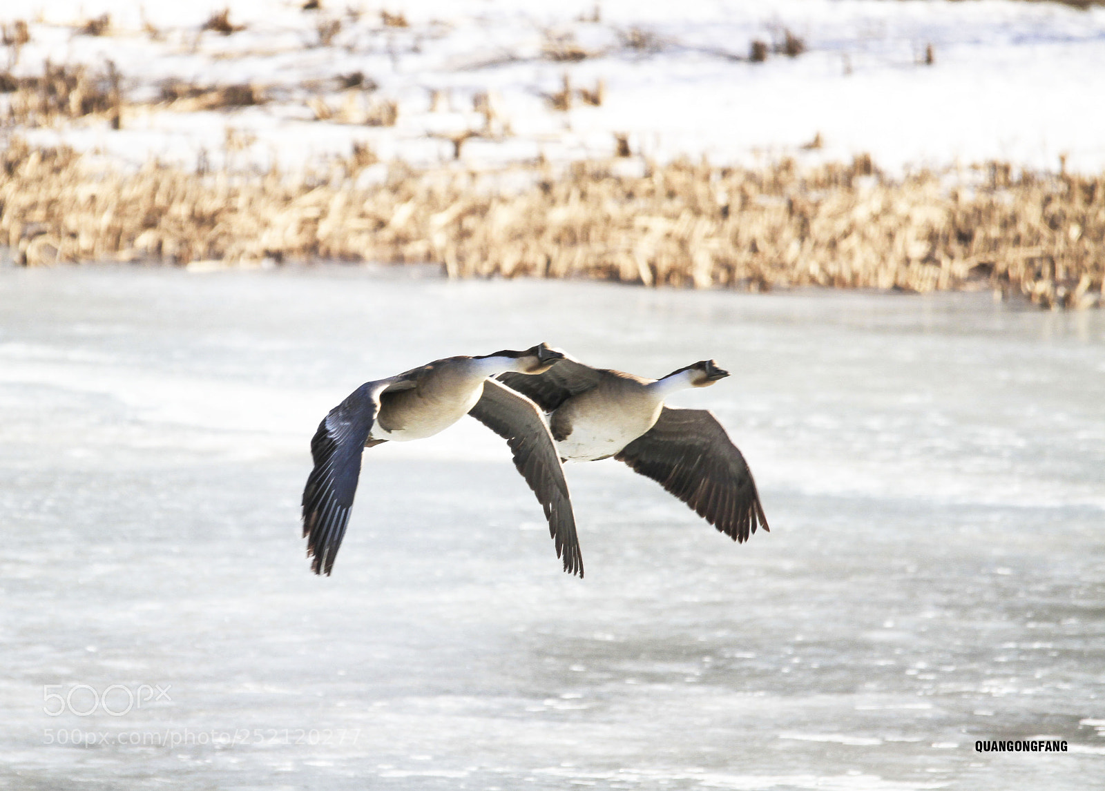 Canon EOS 7D sample photo. 大雁wild goose photography