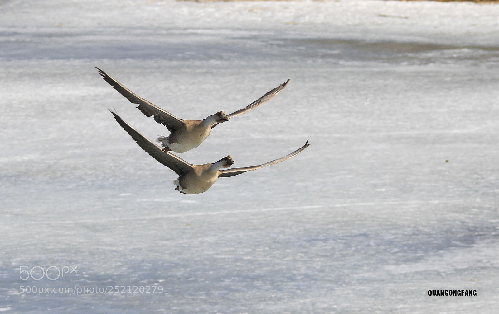 Canon EOS 7D sample photo. 大雁wild goose photography