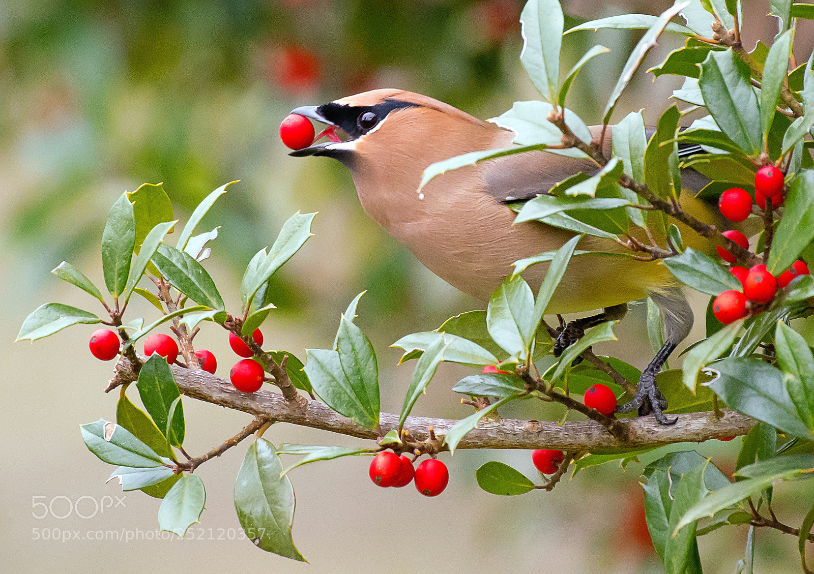 Nikon D500 sample photo. Berry picking.... photography
