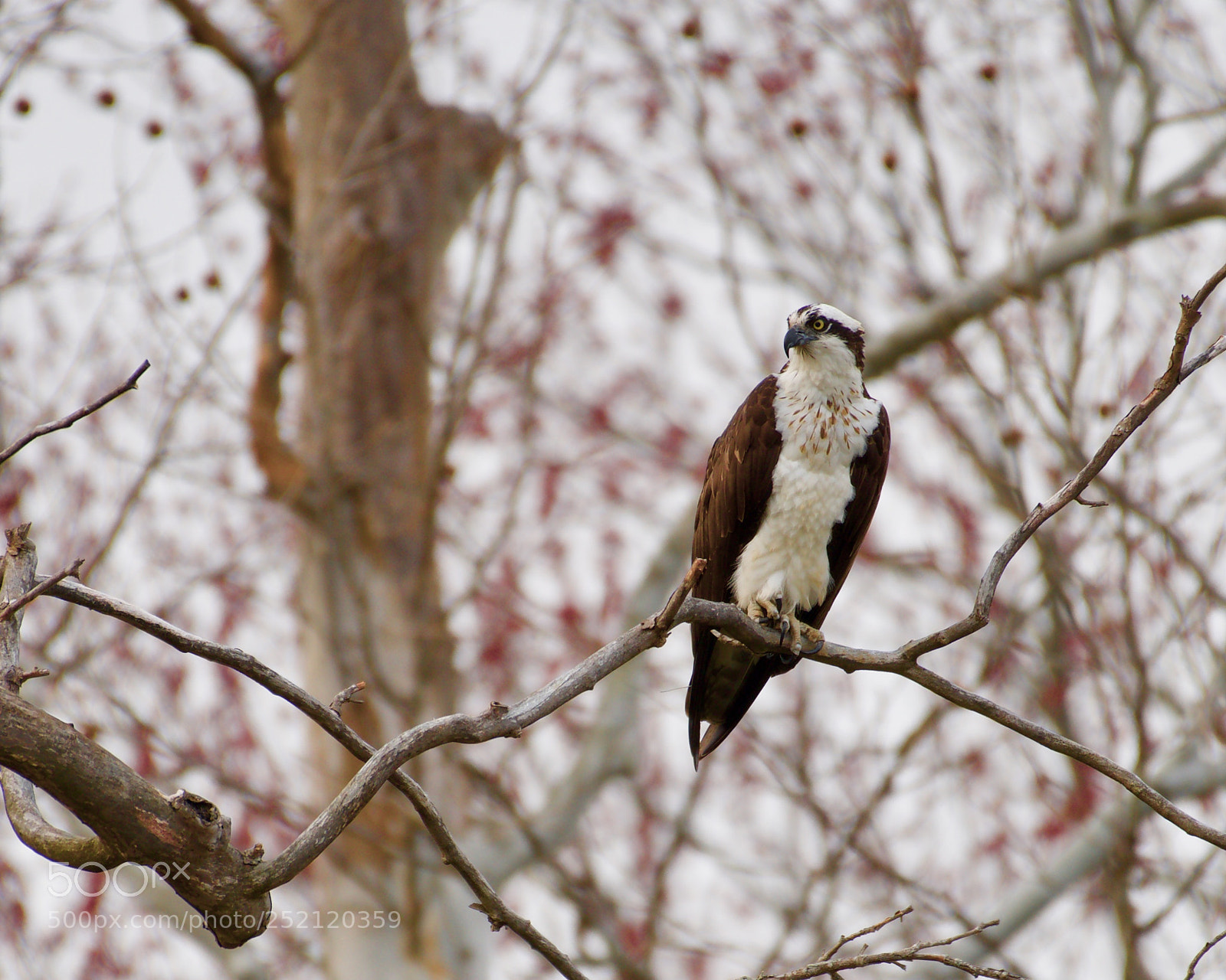 Nikon D500 sample photo. Cazador. photography