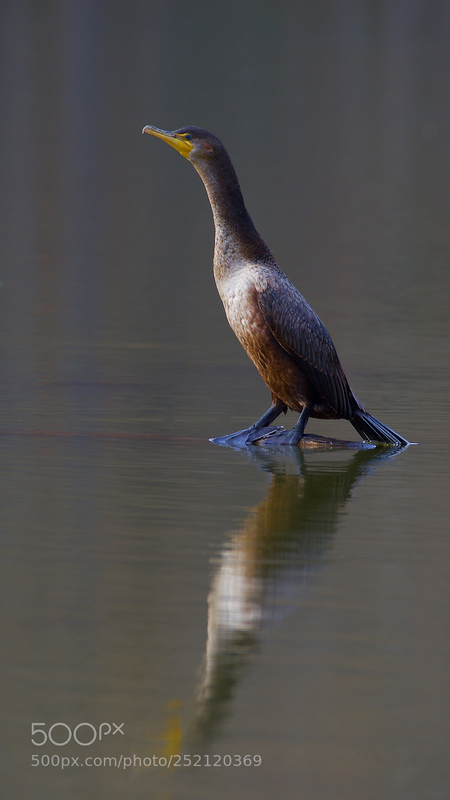 Nikon D500 sample photo. Buscando un reflejo, fail. photography