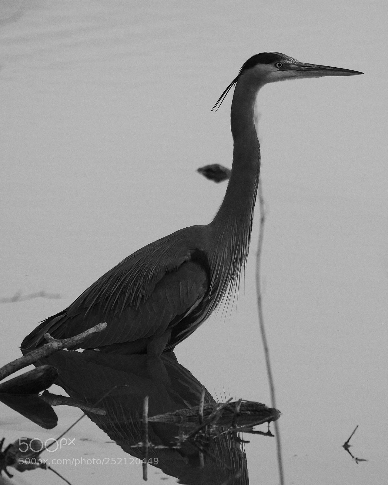 Nikon D500 sample photo. Untitled photography