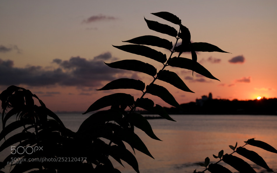 Samsung NX30 sample photo. ... photography
