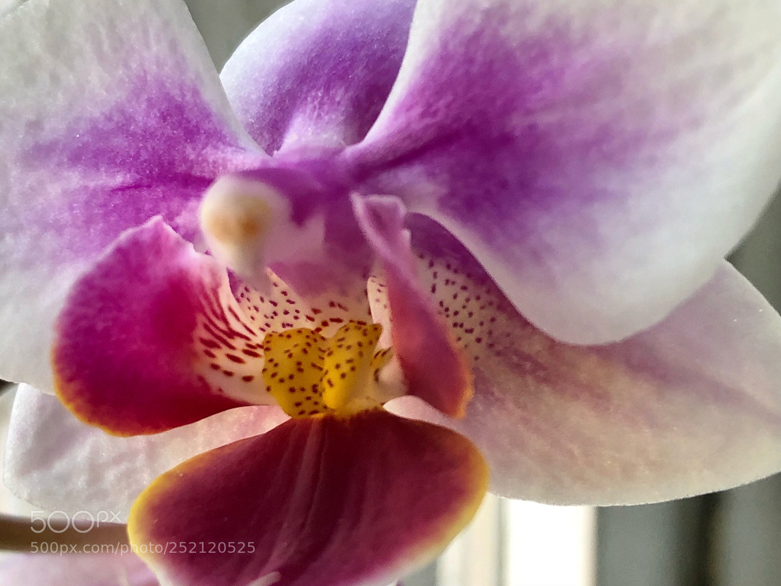Apple iPhone X sample photo. Untitled photography