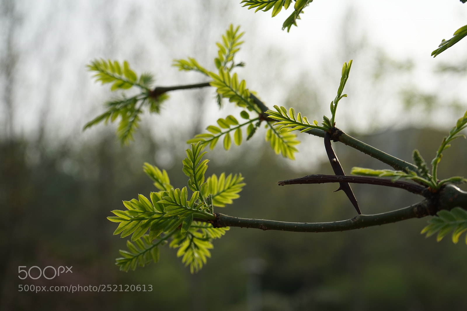 Sony a7 sample photo. 春天来啦? photography