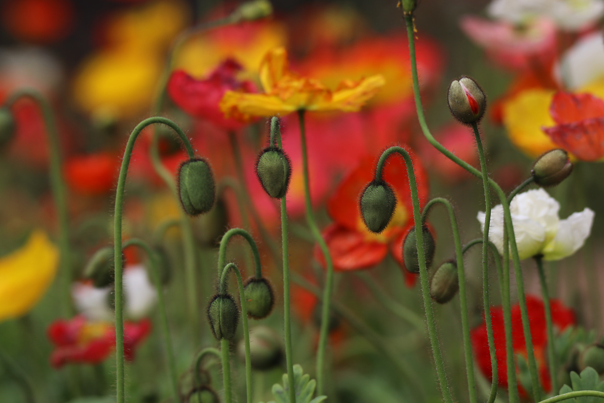 Tamron SP 150-600mm F5-6.3 Di VC USD sample photo. 低语的花蕾whispering buds photography