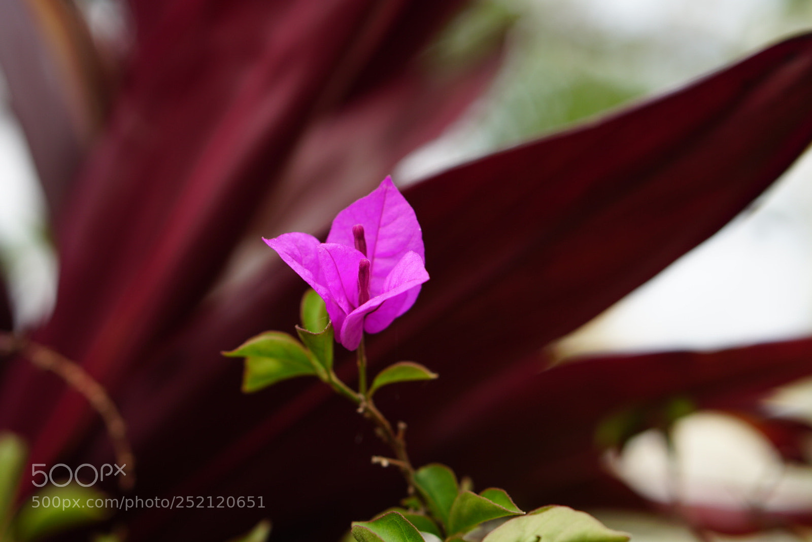 Sony a6300 sample photo. Flower photography