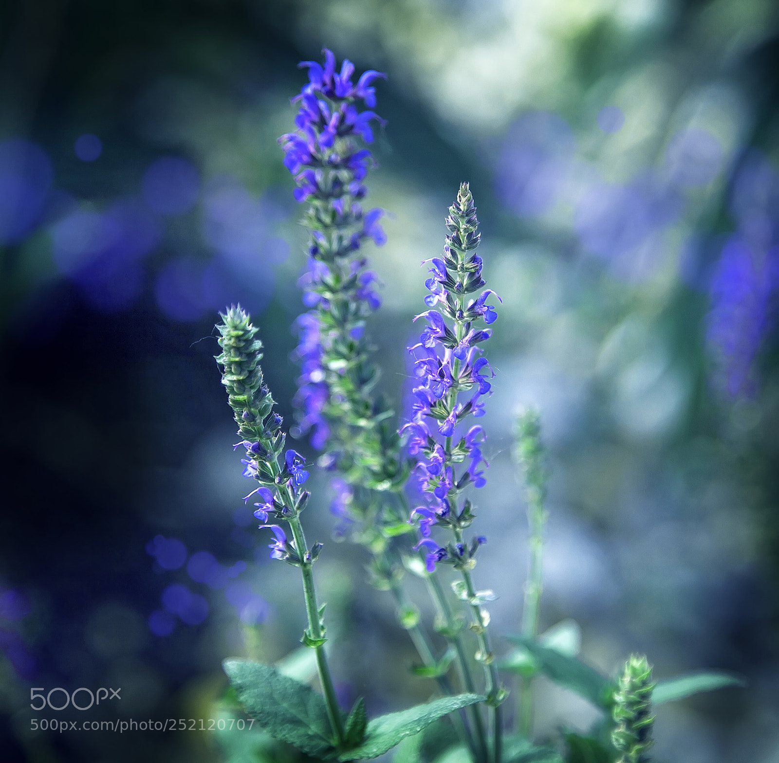 Canon EOS 5D Mark II sample photo. Img photography