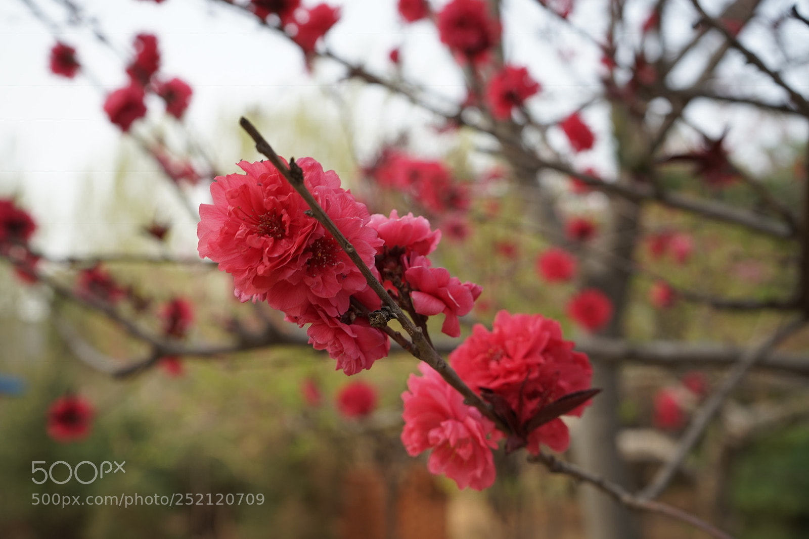 Sony a7 sample photo. Untitled photography